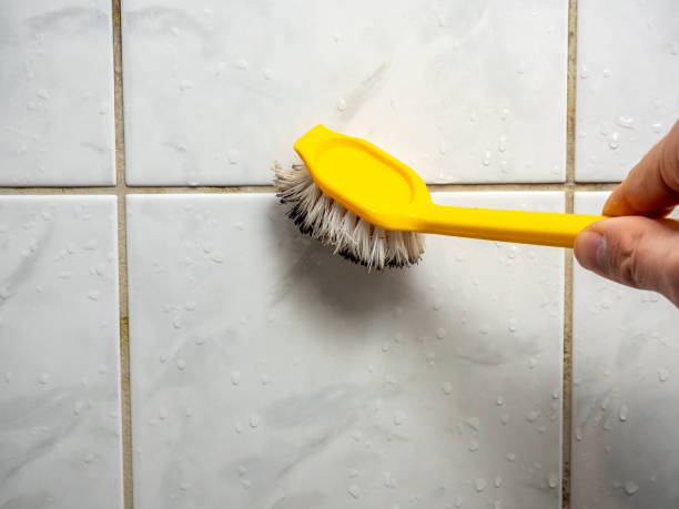 Mold Removal Process in Suny Oswego, NY