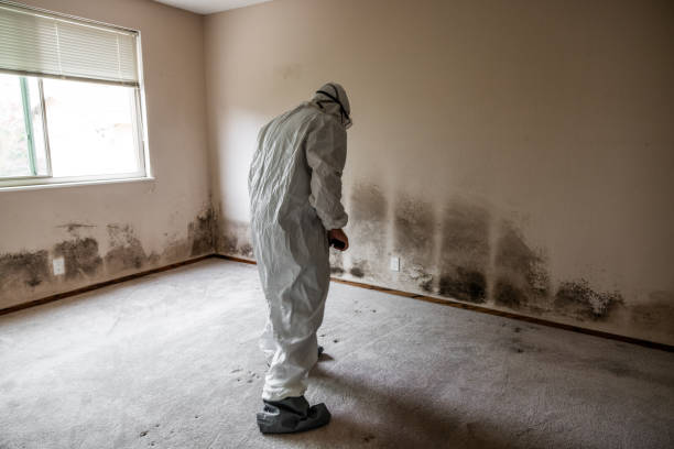 Best Attic Mold Removal  in Su Oswego, NY
