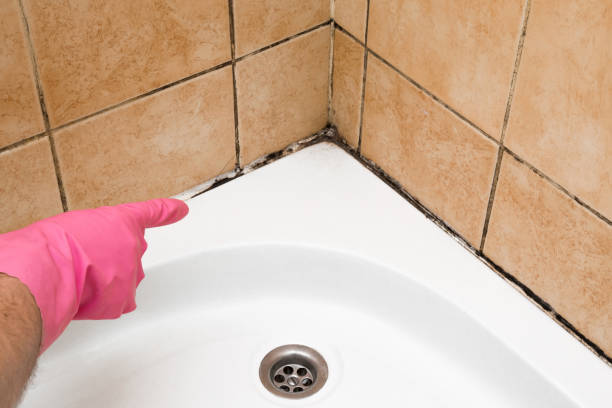 Best Mold Damage Repair  in Su Oswego, NY